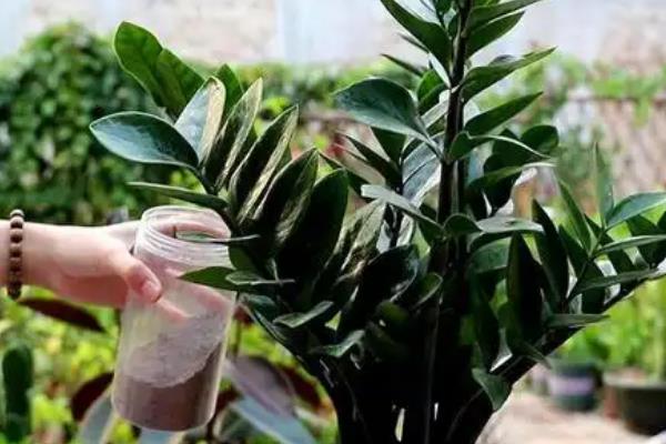 金钱树适合哪种花盆,可以选择瓦盆、陶瓷盆等