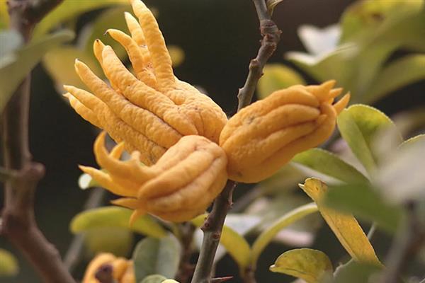 佛手果的形态特征,果皮较厚且呈淡黄色