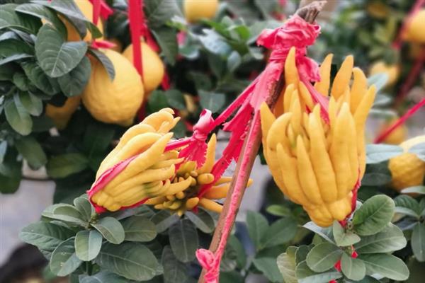 佛手果的形态特征,果皮较厚且呈淡黄色