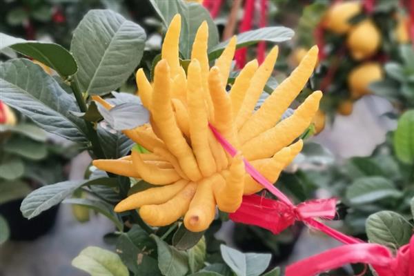 佛手果的形态特征,果皮较厚且呈淡黄色