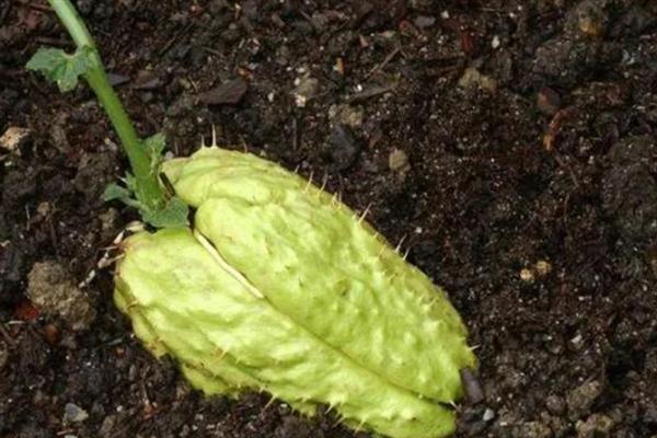 佛手果的形态特征,果皮较厚且呈淡黄色