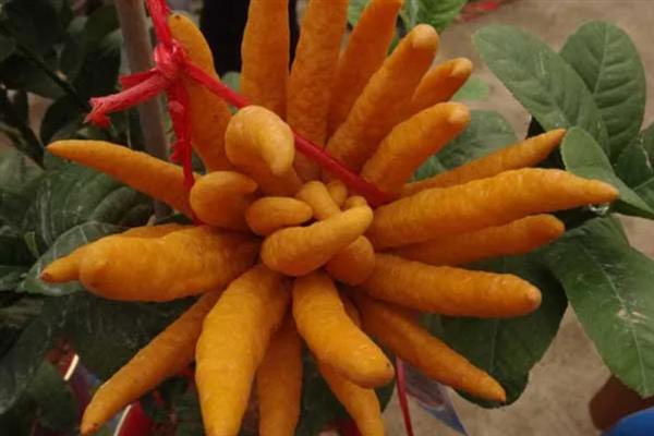 佛手果的形态特征,果皮较厚且呈淡黄色