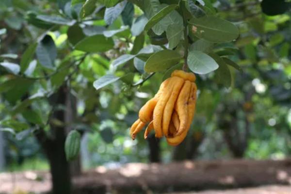 佛手果的形态特征,果皮较厚且呈淡黄色