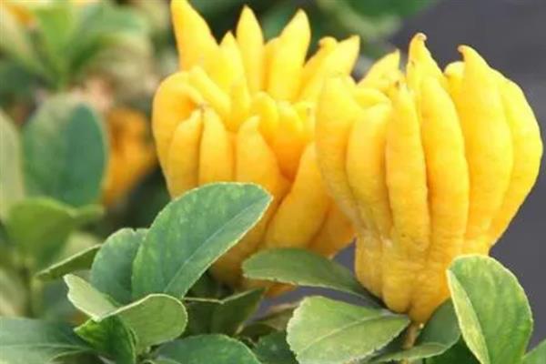 佛手果的形态特征,果皮较厚且呈淡黄色