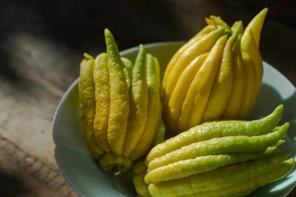 佛手果的形态特征,果皮较厚且呈淡黄色