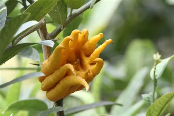 佛手果的形态特征,果皮较厚且呈淡黄色