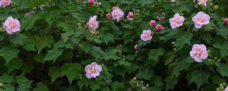 芙蓉花冬天的养护方法，室温需控制在10℃左右