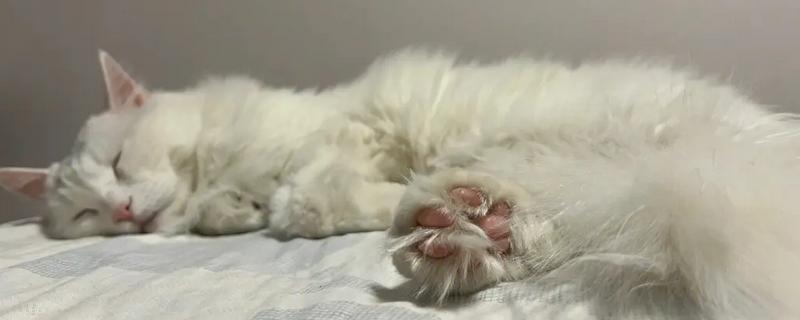 猫咪慢性心力衰竭的症状，表现为不爱运动、睡眠时间长等