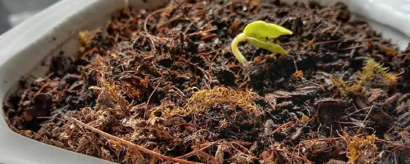 牵牛花种子需要春化吗，种植之前无需春化