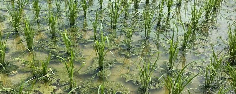 禾苗是春天还是夏天种，地区不同种植时间也不同