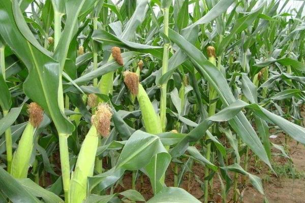 利合2225玉米种子介绍,中抗茎腐病