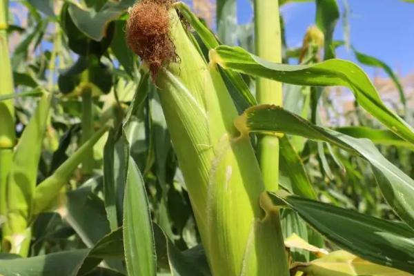 利合2225玉米种子介绍,中抗茎腐病