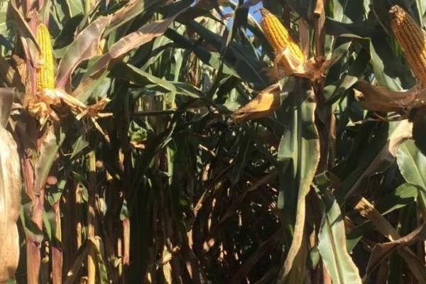 兆育301玉米种子特点,适宜播种期6月上中旬